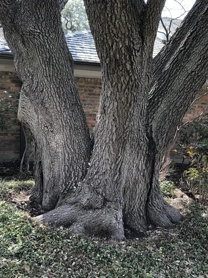 Mature heritage tree close to a Bonita Springs property cared for by certified arborists